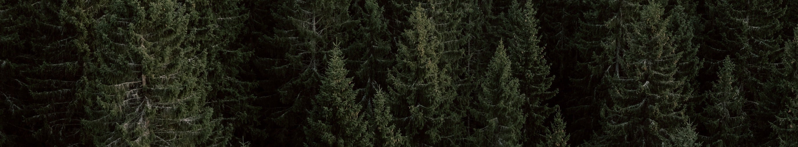 Pine Trees